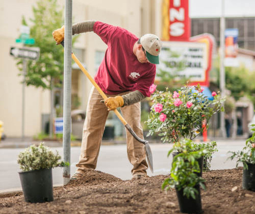 volunteer digging whole for flowers